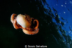 flyng octopus by Scozio Salvatore 